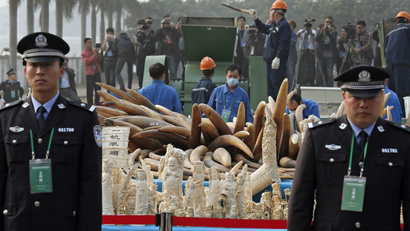Customs officers stand guard in front of some illegal ivory during destruction in Dongguan, southern Guangdong province, China Monday, Jan. 6, 2014. China destroyed about 6 tons of illegal ivory from its stockpile on Monday, in an unprecedented move wildlife groups say shows growing concern about the black market trade by authorities in the world's biggest market for elephant tusks. (AP Photo/Vincent Yu)