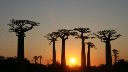 India-Baobab-trees-Africa