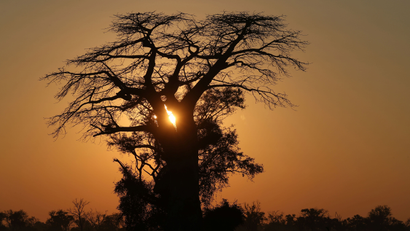 The sun rises behind a Baobab tree in the Okavango Delta