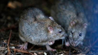 Hong Kong health authorities revealed that a strain of hepatitis that was previously only found in rats had infected a local resident.