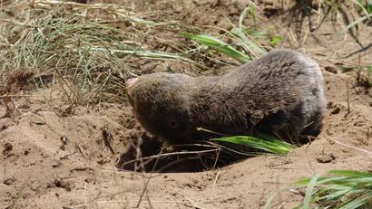 Hungary's-refugee-fence-could-threaten-critically-endangered-Vojvodina-blind-mole-rats