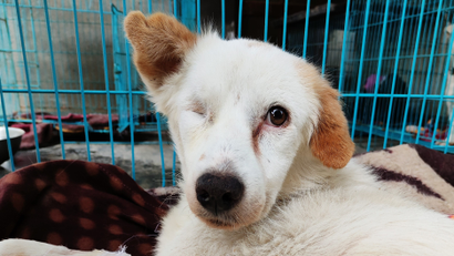Bonnie - lost her eye due to stones being thrown at her. now lives at DAR (c) DAR