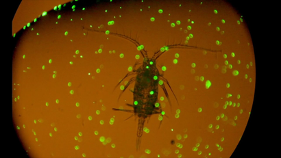 Plankton eats microplastics.