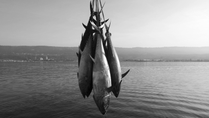 Freshly-harvested Bluefin tunas are uploaded from a "tuna farm", off the Calabrian coast in southern Italy November 20, 2009. Fishing nations agreed to cut by about a third the quota for Atlantic bluefin tuna, a giant fish prized by sushi lovers, numbers of which have been decimated by commercial catches. Picture taken November 20, 2009. REUTERS/Tony Gentile