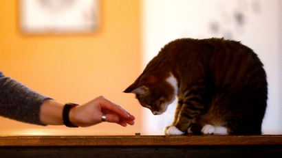 A woman feeds a cat in a cat cafe in Vilnius