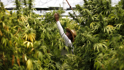 A worker harvests medical cannabis plants at a plantation near the northern Israeli town of Nazareth.