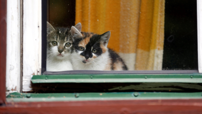 A picture of cats sitting in a window.