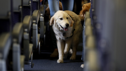 A dog walks the aisle of a passenger jet