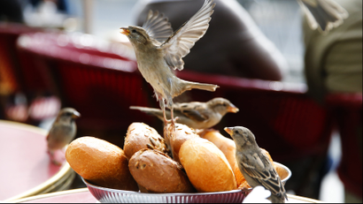 birds eating bread