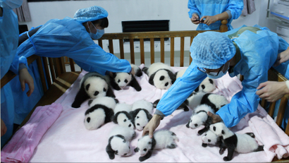 Giant Panda population is on the rise, and no longer endangered.