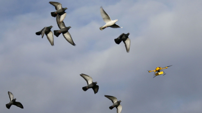 A flock of pigeons flies with a prototype "parcelcopter" of German postal and logistics group Deutsche Post DHL in Bonn December 9, 2013. DHL on Monday showed its prototype "parcelcopter," which is a modified microdrone that costs 40,000 euros ($54,900) and can carry packages up to 1.2 kg (2.65 pounds). REUTERS/Wolfgang Rattay