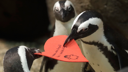 penguins exchanging a valentine