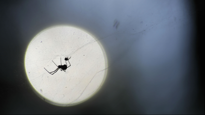 A shot of a spider crawling in a web with the moon in the background.
