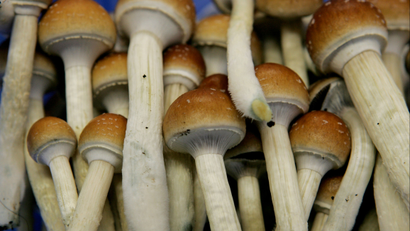 Magic mushrooms with long stems.