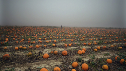 A man walks through a misty pumpkin field
