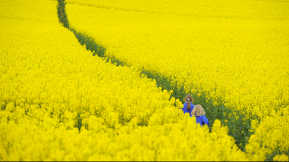 Children walk through a field of rapeseed near Boroughbridge in northern England