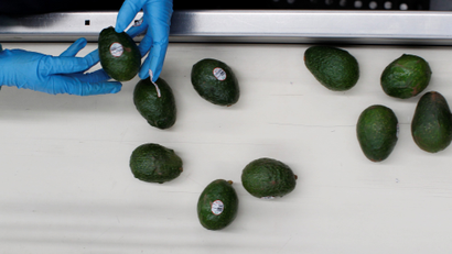 An employee selects avocados to pack in the Global Fruit Packing Company in Uruapan, in Michoacan state, Mexico