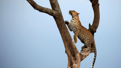 A leopard climbs a tree in Maasai Mara National Reserve, Kenya September 17, 2016.