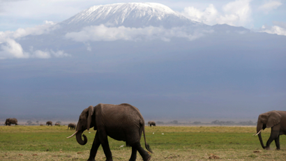 Elephants walk in Amboseli National Park in front of Kilimanjaro mountain