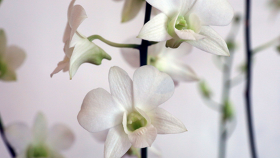 three white orchids on a branch against a white background