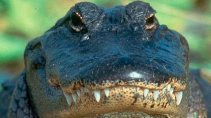 An alligator.