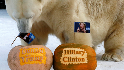 Polar bear Felix holds portrait of U.S. presidential nominee Trump in his mouth as it predicts result.