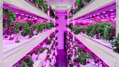 An indoor vertical farm by Sustenir Agriculture. Plants are on shelves with LED lights.