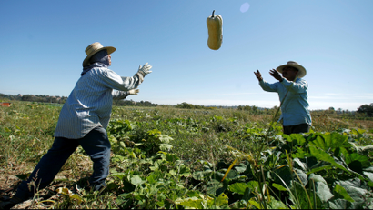 Farm workers harvest squash from the Chino Farm in Rancho Santa Fe