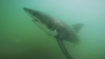 Great white sharks are coming back in California—and that’s a good ...