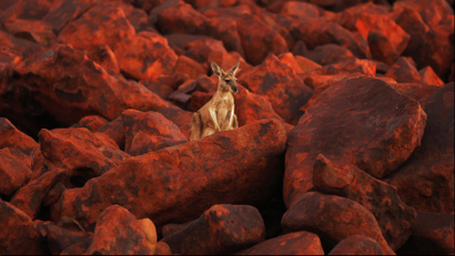 kangaroo on rocks
