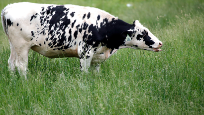 A cow stands in deep grass as she grazes in a field in Middleton, Mass., Monday, June 9, 2014. (AP Photo/Elise Amendola)