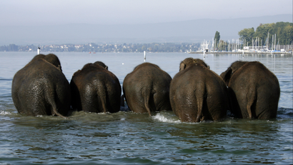 Five elephant backsides as they wade in a river.