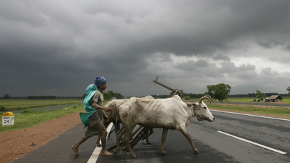 India-Cattle-Law