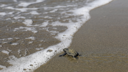 A newly hatched baby sea turtle makes its way into the Mediterranean Sea for the first time.