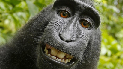 A selfie taken by Naruto, a crested macaque monkey in Indonesia