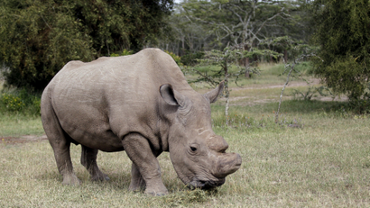 The last surviving male northern white rhino named 'Sudan' grazes at the Ol Pejeta Conservancy in Laikipia national park, Kenya June 14, 2015.