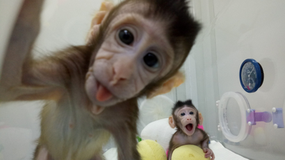 Cloned monkeys Zhong Zhong and Hua Hua are seen at the non-human primate facility at the Chinese Academy of Sciences in Shanghai, China January 20, 2018.