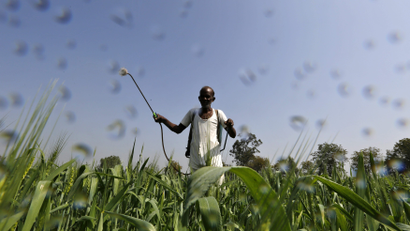 A farmer sprays a mixture of fertilizer and pesticide onto his wheat crop on the outskirts of Ahmedabad