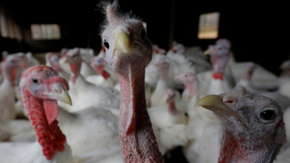 Turkeys in US farm