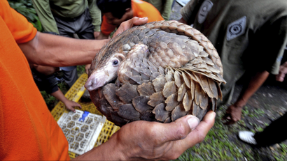 In this Friday, March 1, 2013 file photo, a pangolin, one of 128 anteaters confiscated by customs officers from a smuggler's boat off Sumatra island as it was heading for Malaysia in the previous week, curls into a ball as a Natural Resources Conservation Agency (BKSDA) official holds it up before releasing it into the wild at a conservation forest in Sibolangit, North Sumatra, Indonesia. A Chinese vessel that ran into a protected coral reef in the southwestern Philippines held evidence of even more environmental destruction inside: more than 10,000 kilograms (22,000 pounds) of meat from a protected species, the pangolin or scaly anteater. (AP Photo/Jefri Tarigan