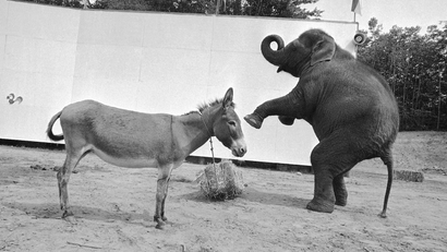 The national political conventions are over, the nominees named, the battle is joined. Dolly the elephant squares off ready to defend against the attack sure to come from Dottie the donkey, who appears rather docile at the moment - but is well known for tough fights against long odds. The scene took place at Storytown in Lake George, New York, Aug. 24, 1972, where both are part of a circus act. May the best gal win. (AP Photo/Bob Schutz)