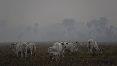 Cattle graze in front of Amazon fire's smoke