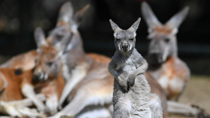 A young red kangaroo looks on at Hellabrunn Zoo in Munich