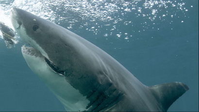 This undated publicity image released by Discovery Channel shows a great white shark off the coast of New Zealand. Shark Week begins Sunday, Aug. 4 at 9 p.m. EST on Discovery. (AP Photo/Discovery Channel, Jeff Kurr