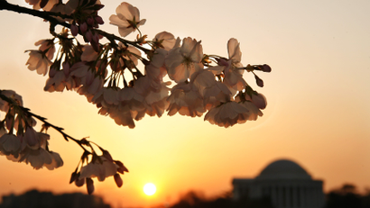 The sun rises over the tidal basin in washington DC during cherry blossom season.
