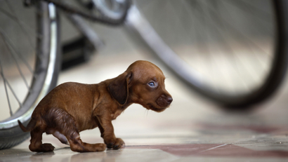 puppy with bicycle
