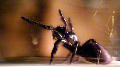 A funnel web spider rearing as it is milked for venom.