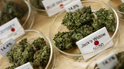 Marijuana buds on display in store.