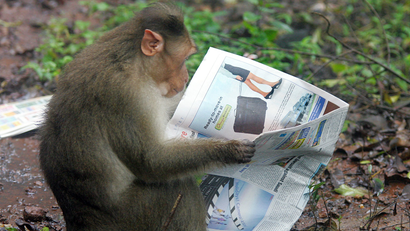 New York Times-Monkey-India
