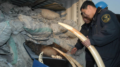 Chinese Customs officers examine ivory tusk and crocodile skins found in a container containing imported aluminum waste in Wenzhou, Zhejiang, Eastern China, Tuesday, Jan 21, 2003. The illegal items were confiscated after it was discovered hidden in the shipment on Monday. More than 20 kilograms (44 pounds) of the products were found. (AP Photo) ** ONLINE OUT, CHINA OUT **